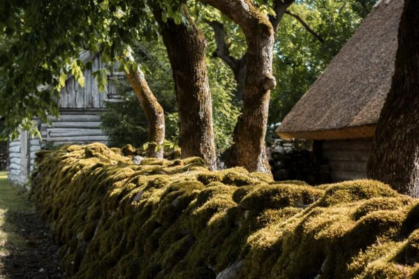 Charming rustic cabin with a moss-covered stone wall in a lush summer landscape.