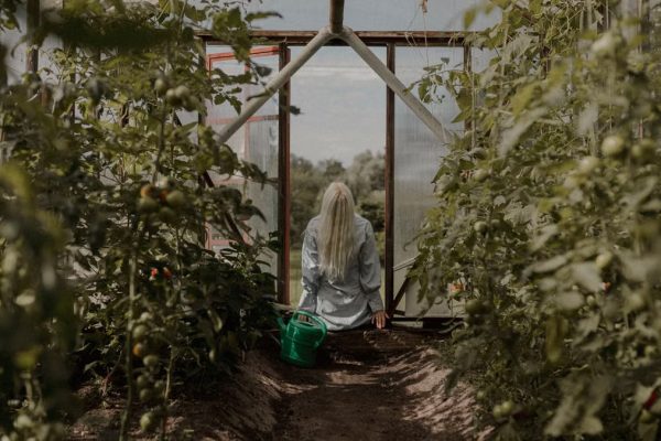A woman relaxes in a lush greenhouse, surrounded by thriving tomato plants under the summer sun.