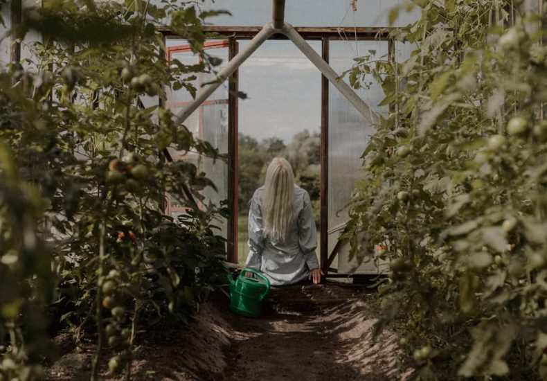 A woman relaxes in a lush greenhouse, surrounded by thriving tomato plants under the summer sun.